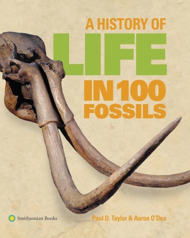 A collection of 100 fossils showcasing the diverse history of life on Earth through various geological periods