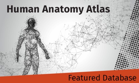 Photo by ovocim from Adobe Stock Featured Database - Human Anatomy Atlas from Visible Body